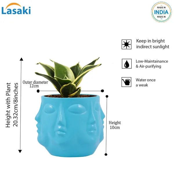Sansevieria_Golden_Hahnii_Snake_Plant_Air_Purifying_With_Ceramic_Pot_(Vivan_Aqua)