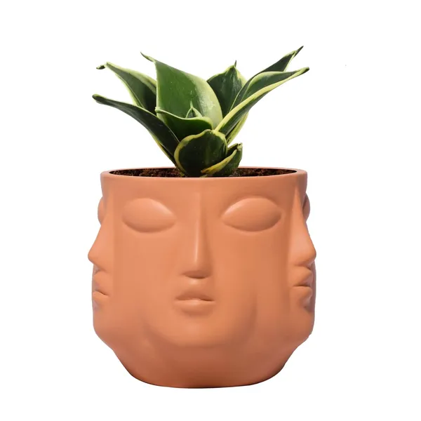 Sansevieria_Golden_Hahnii_Snake_Plant_Air_Purifying_With_Ceramic_Pot_(Vivan_Ginger)