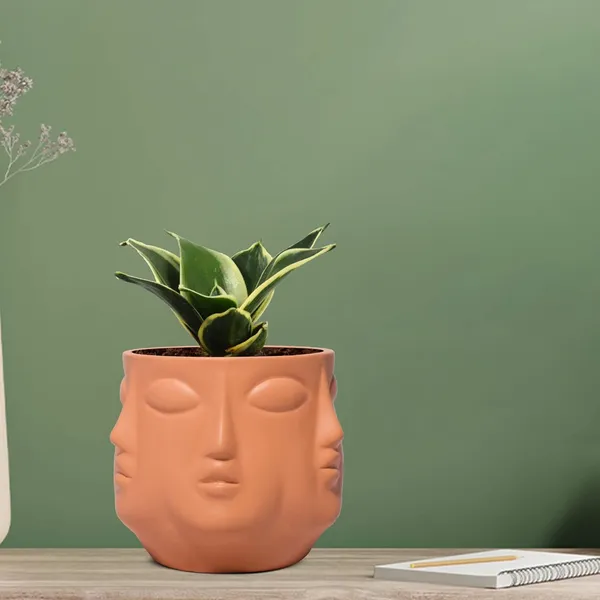 Sansevieria_Golden_Hahnii_Snake_Plant_Air_Purifying_With_Ceramic_Pot_(Vivan_Ginger)