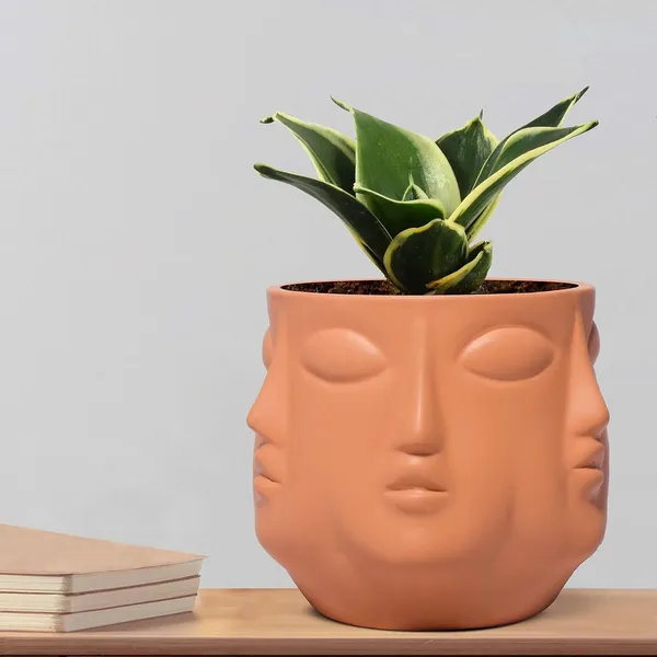 Sansevieria_Golden_Hahnii_Snake_Plant_Air_Purifying_With_Ceramic_Pot_(Vivan_Ginger)