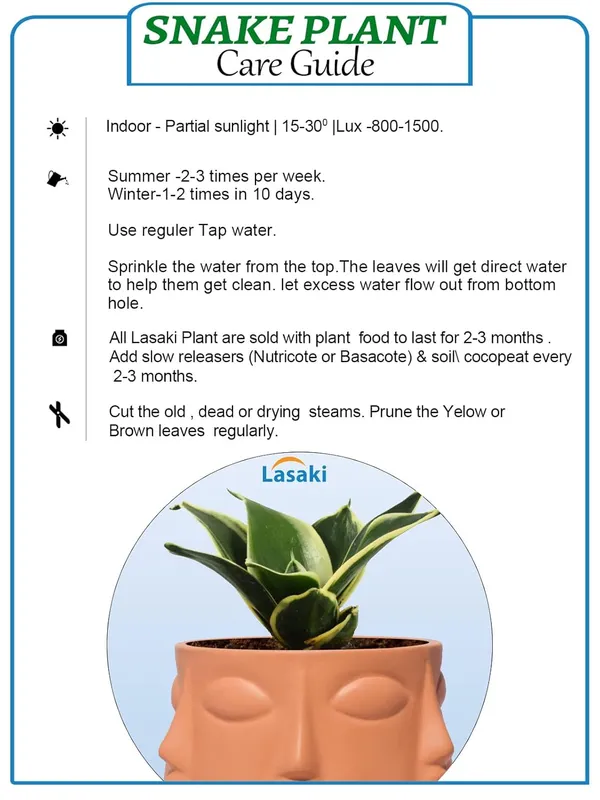Sansevieria_Golden_Hahnii_Snake_Plant_Air_Purifying_With_Ceramic_Pot_(Vivan_Ginger)
