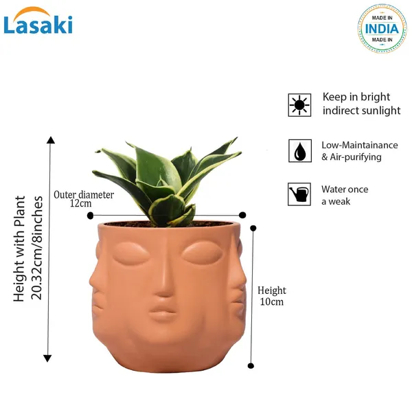 Sansevieria_Golden_Hahnii_Snake_Plant_Air_Purifying_With_Ceramic_Pot_(Vivan_Ginger)