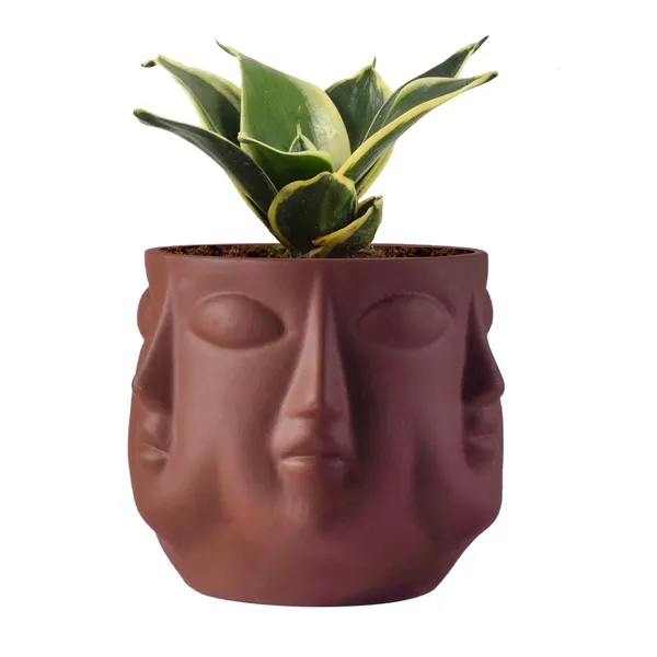 Sansevieria_Golden_Hahnii_Snake_Plant_Air_Purifying_With_Ceramic_Pot_(Vivan_Truffle)