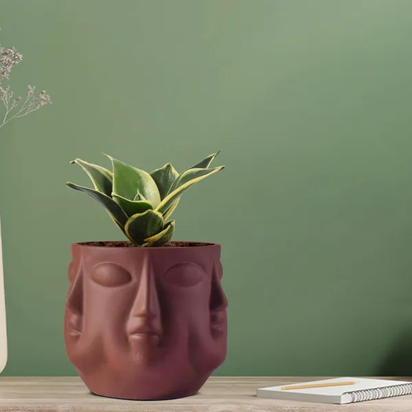 Sansevieria_Golden_Hahnii_Snake_Plant_Air_Purifying_With_Ceramic_Pot_(Vivan_Truffle)