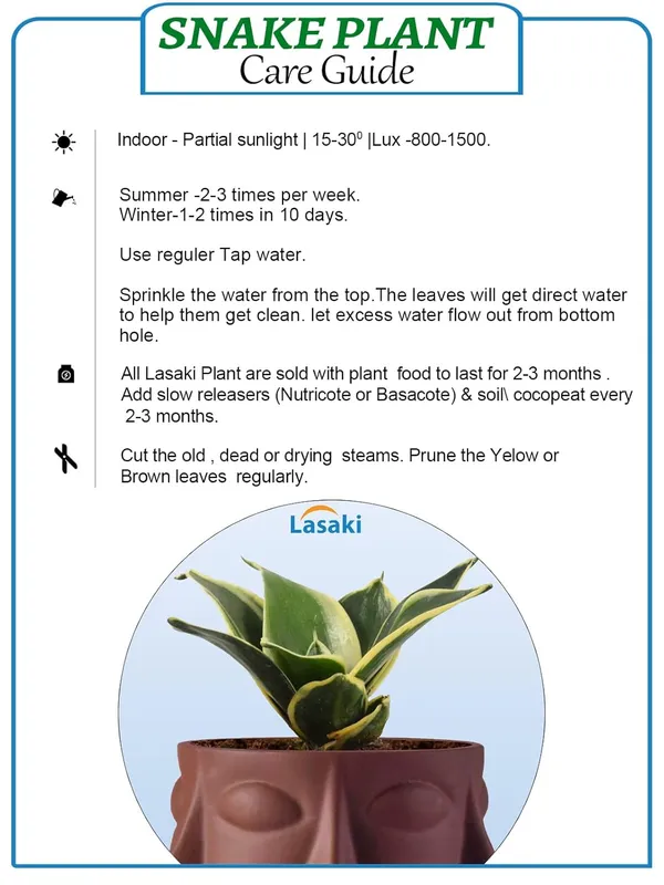 Sansevieria_Golden_Hahnii_Snake_Plant_Air_Purifying_With_Ceramic_Pot_(Vivan_Truffle)