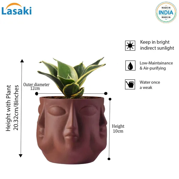 Sansevieria_Golden_Hahnii_Snake_Plant_Air_Purifying_With_Ceramic_Pot_(Vivan_Truffle)