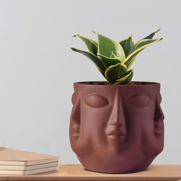 Sansevieria_Golden_Hahnii_Snake_Plant_Air_Purifying_With_Ceramic_Pot_(Vivan_Truffle)