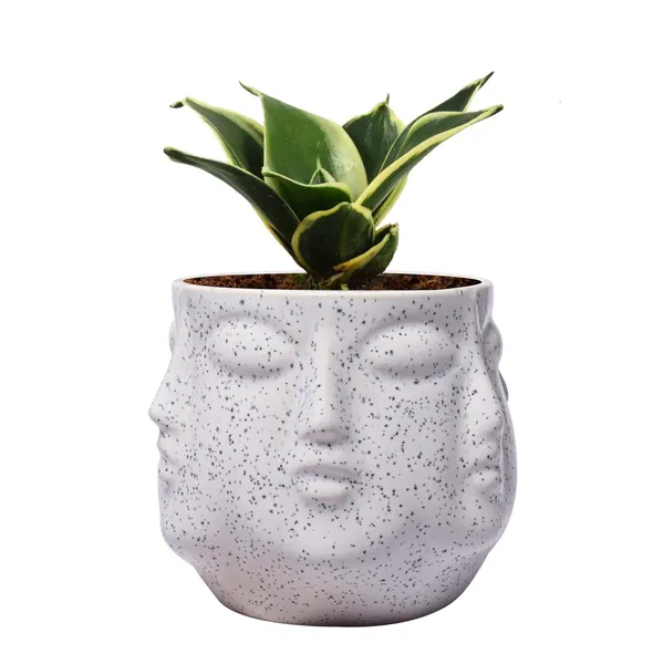 Sansevieria_Golden_Hahnii_Snake_Plant_Air_Purifying_With_Ceramic_Pot_(Vivan_White)