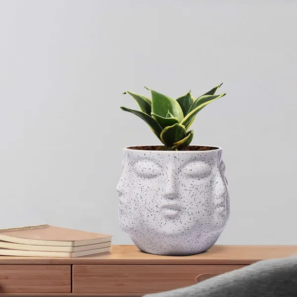 Sansevieria_Golden_Hahnii_Snake_Plant_Air_Purifying_With_Ceramic_Pot_(Vivan_White)