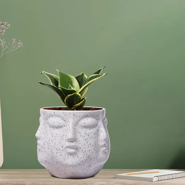 Sansevieria_Golden_Hahnii_Snake_Plant_Air_Purifying_With_Ceramic_Pot_(Vivan_White)