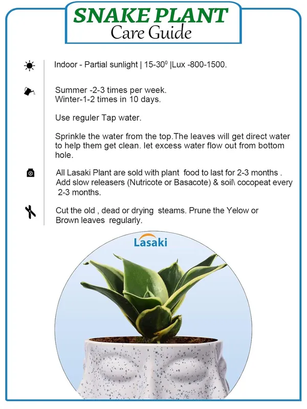 Sansevieria_Golden_Hahnii_Snake_Plant_Air_Purifying_With_Ceramic_Pot_(Vivan_White)