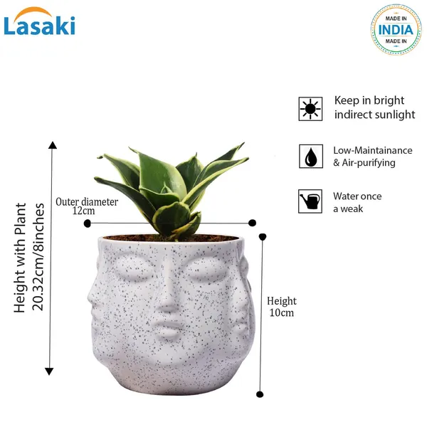 Sansevieria_Golden_Hahnii_Snake_Plant_Air_Purifying_With_Ceramic_Pot_(Vivan_White)