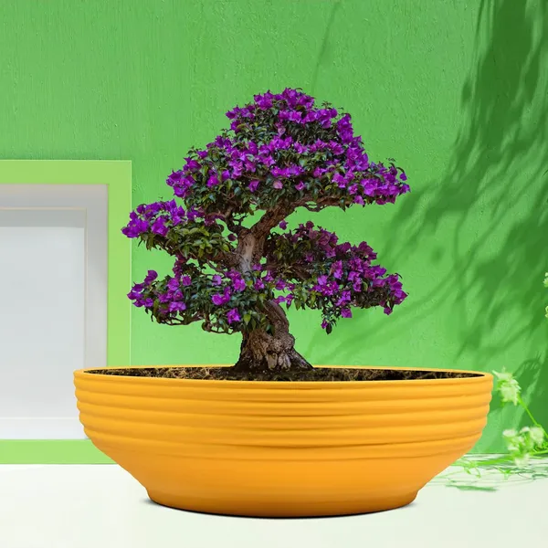 Camry_Medium_Saffron_Ceramic_Pots_For_Indoor_Plants,_Planters,_Flower,_Pots,_Gamla,_Outdoor,_Balcony,_Home,_Garden,_Office_Decor,_Succulent,Bonsai(D_-_23_X_H_-_7.5_Cm)