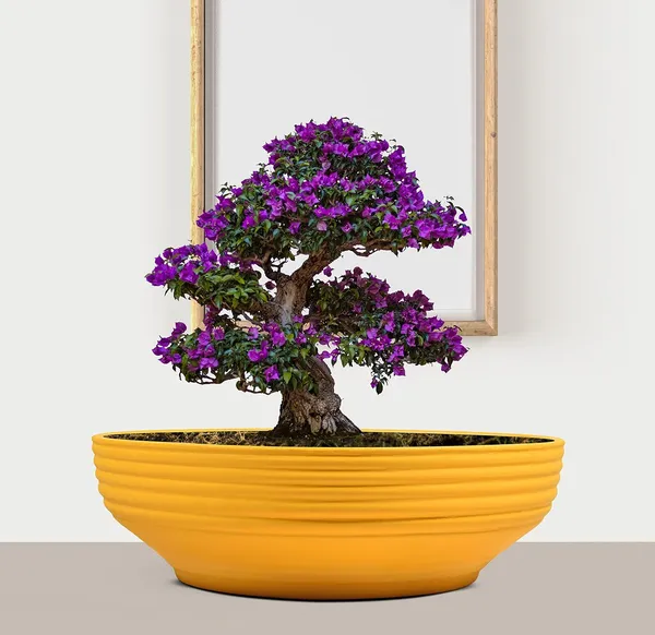 Camry_Medium_Saffron_Ceramic_Pots_For_Indoor_Plants,_Planters,_Flower,_Pots,_Gamla,_Outdoor,_Balcony,_Home,_Garden,_Office_Decor,_Succulent,Bonsai(D_-_23_X_H_-_7.5_Cm)