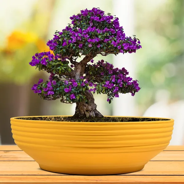 Camry_Medium_Saffron_Ceramic_Pots_For_Indoor_Plants,_Planters,_Flower,_Pots,_Gamla,_Outdoor,_Balcony,_Home,_Garden,_Office_Decor,_Succulent,Bonsai(D_-_23_X_H_-_7.5_Cm)