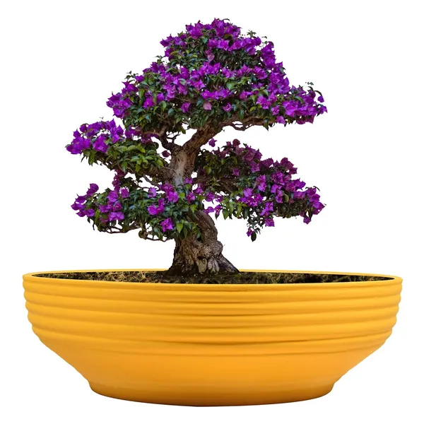 Camry_Medium_Saffron_Ceramic_Pots_For_Indoor_Plants,_Planters,_Flower,_Pots,_Gamla,_Outdoor,_Balcony,_Home,_Garden,_Office_Decor,_Succulent,Bonsai(D_-_23_X_H_-_7.5_Cm)