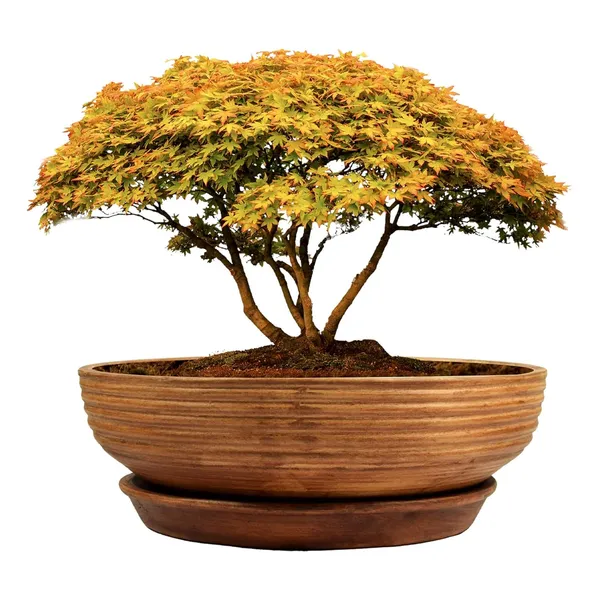 Camry_Bonsai_Ceramic_Pot_With_Saucer_Plate_Tray_For_Indoor_Plants_Planter_Living_Room_Garden_Balcony_Home_Décor_(Color:_Antique,_Plate:_Round_6_Inch)