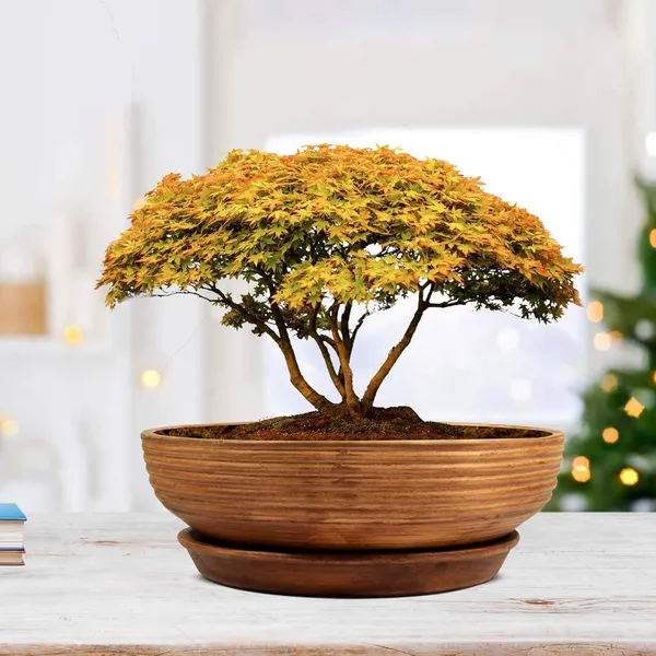 Camry_Bonsai_Ceramic_Pot_With_Saucer_Plate_Tray_For_Indoor_Plants_Planter_Living_Room_Garden_Balcony_Home_Décor_(Color:_Antique,_Plate:_Round_6_Inch)