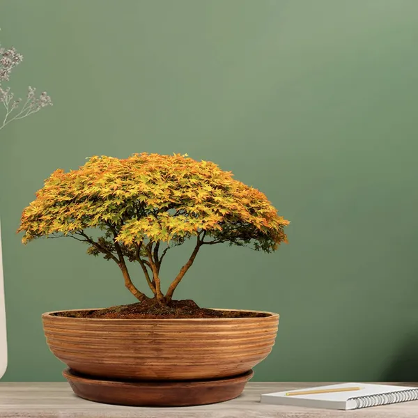 Camry_Bonsai_Ceramic_Pot_With_Saucer_Plate_Tray_For_Indoor_Plants_Planter_Living_Room_Garden_Balcony_Home_Décor_(Color:_Antique,_Plate:_Round_6_Inch)