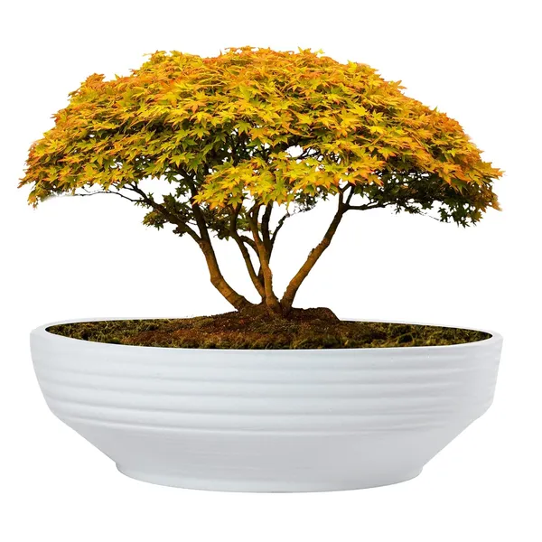 Camry_Big_White_Ceramic_Pots_For_Indoor_Plants,_Planters,_Flower,_Pots,_Gamla,_Outdoor,_Balcony,_Home,_Garden,_Office_Decor,_Succulent,Bonsai(D_-_30_X_H_-_10_Cm)