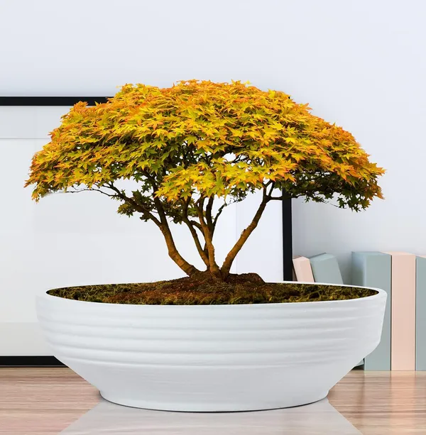 Camry_Big_White_Ceramic_Pots_For_Indoor_Plants,_Planters,_Flower,_Pots,_Gamla,_Outdoor,_Balcony,_Home,_Garden,_Office_Decor,_Succulent,Bonsai(D_-_30_X_H_-_10_Cm)