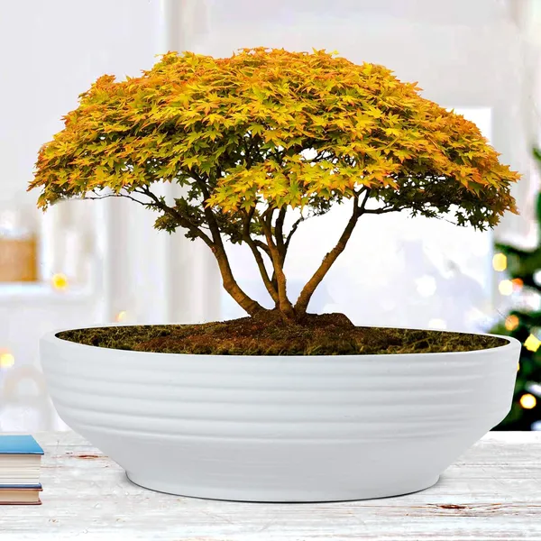Camry_Big_White_Ceramic_Pots_For_Indoor_Plants,_Planters,_Flower,_Pots,_Gamla,_Outdoor,_Balcony,_Home,_Garden,_Office_Decor,_Succulent,Bonsai(D_-_30_X_H_-_10_Cm)