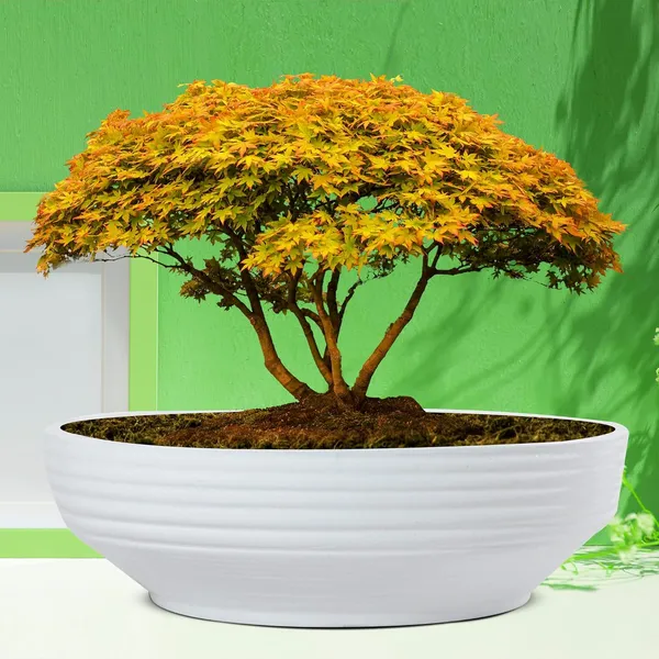 Camry_Big_White_Ceramic_Pots_For_Indoor_Plants,_Planters,_Flower,_Pots,_Gamla,_Outdoor,_Balcony,_Home,_Garden,_Office_Decor,_Succulent,Bonsai(D_-_30_X_H_-_10_Cm)