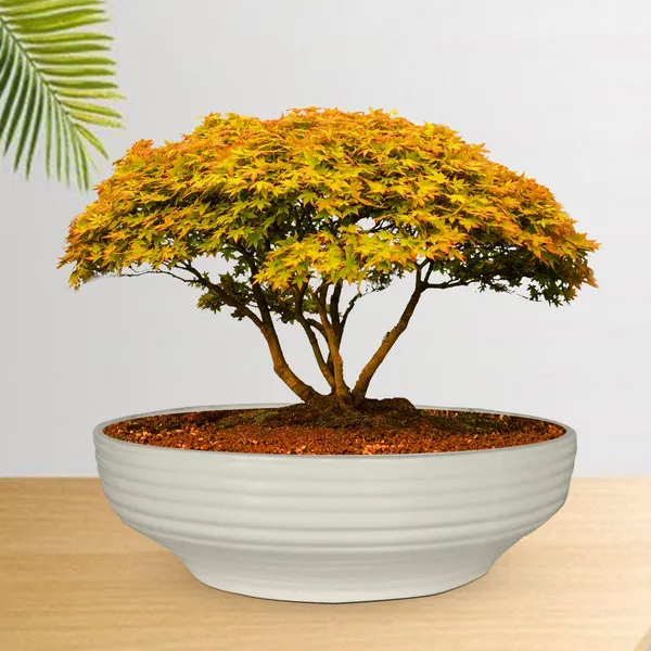 Camry_Medium_White_Ceramic_Pots_For_Indoor_Plants,_Planters,_Flower,_Pots,_Gamla,_Outdoor,_Balcony,_Home,_Garden,_Office_Decor,_Succulent,Bonsai(D_-_23_X_H_-_7.5_Cm)