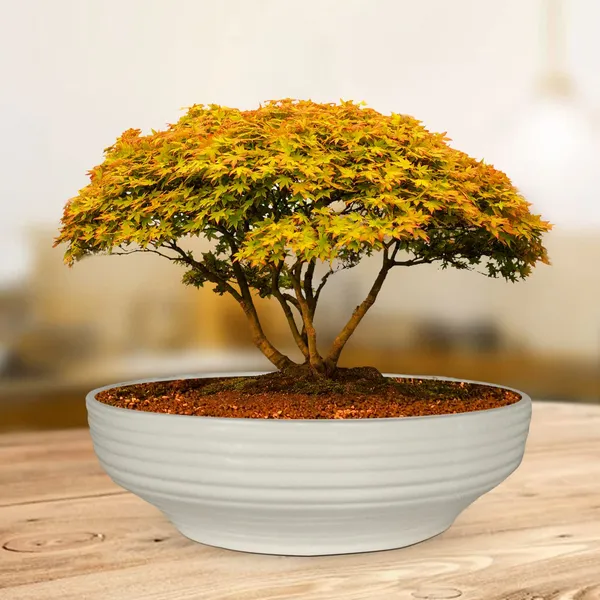Camry_Medium_White_Ceramic_Pots_For_Indoor_Plants,_Planters,_Flower,_Pots,_Gamla,_Outdoor,_Balcony,_Home,_Garden,_Office_Decor,_Succulent,Bonsai(D_-_23_X_H_-_7.5_Cm)