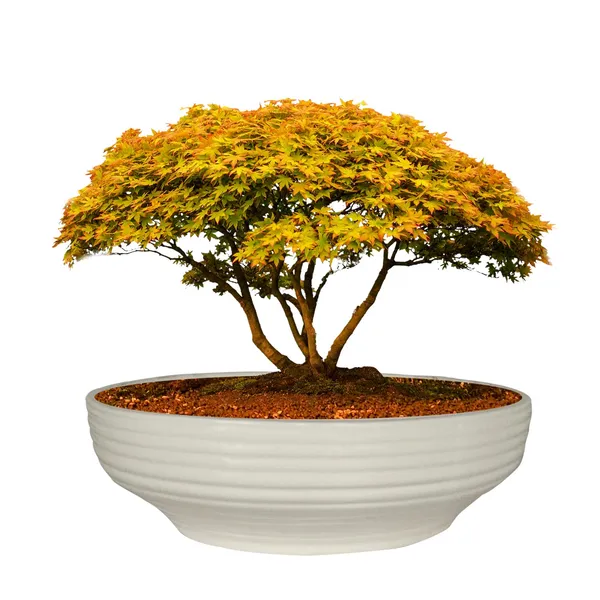Camry_Medium_White_Ceramic_Pots_For_Indoor_Plants,_Planters,_Flower,_Pots,_Gamla,_Outdoor,_Balcony,_Home,_Garden,_Office_Decor,_Succulent,Bonsai(D_-_23_X_H_-_7.5_Cm)