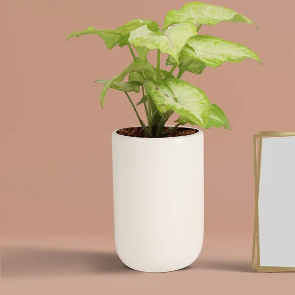 Jack_White_Ceramic_Pots_For_Indoor_Plants,_Planters,_Flower,_Pots,_Gamla,_Outdoor,_Balcony,_Home,_Garden,_Office_Decor,_Succulent_Pot(H_-_15_X_D_-_10_Cm)