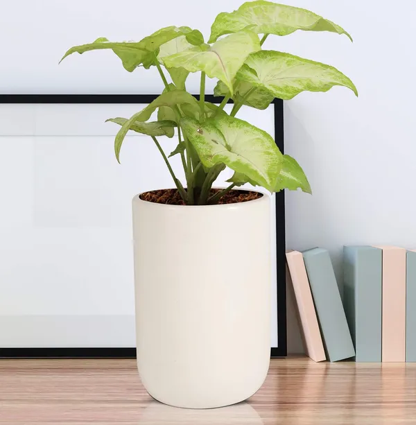 Jack_White_Ceramic_Pots_For_Indoor_Plants,_Planters,_Flower,_Pots,_Gamla,_Outdoor,_Balcony,_Home,_Garden,_Office_Decor,_Succulent_Pot(H_-_15_X_D_-_10_Cm)