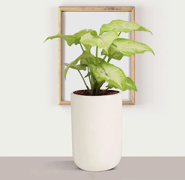 Jack_White_Ceramic_Pots_For_Indoor_Plants,_Planters,_Flower,_Pots,_Gamla,_Outdoor,_Balcony,_Home,_Garden,_Office_Decor,_Succulent_Pot(H_-_15_X_D_-_10_Cm)