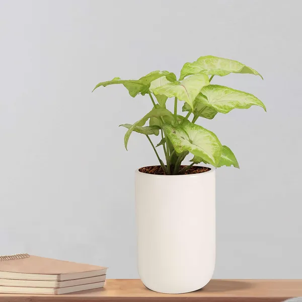 Jack_White_Ceramic_Pots_For_Indoor_Plants,_Planters,_Flower,_Pots,_Gamla,_Outdoor,_Balcony,_Home,_Garden,_Office_Decor,_Succulent_Pot(H_-_15_X_D_-_10_Cm)