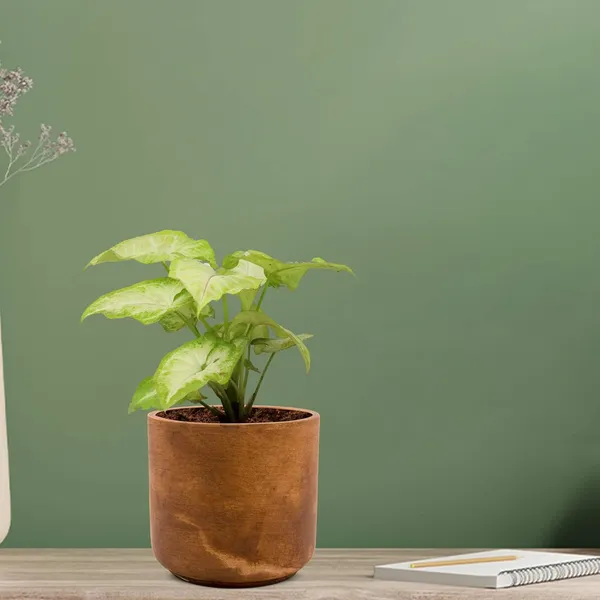 Zeno_Antique_Ceramic_Pots_For_Indoor_Plants,_Planters,_Flower,_Pots,_Gamla,_Outdoor,_Balcony,_Home,_Garden,_Office_Decor,_Succulent_Pot(H_-_9_X_D_-_9_Cm)