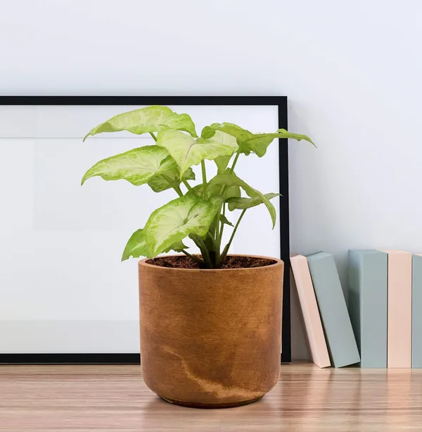 Zeno_Antique_Ceramic_Pots_For_Indoor_Plants,_Planters,_Flower,_Pots,_Gamla,_Outdoor,_Balcony,_Home,_Garden,_Office_Decor,_Succulent_Pot(H_-_9_X_D_-_9_Cm)