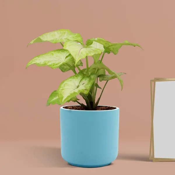 Zeno_Aqua_Ceramic_Pots_For_Indoor_Plants,_Planters,_Flower,_Pots,_Gamla,_Outdoor,_Balcony,_Home,_Garden,_Office_Decor,_Succulent_Pot(H_-_9_X_D_-_9_Cm)