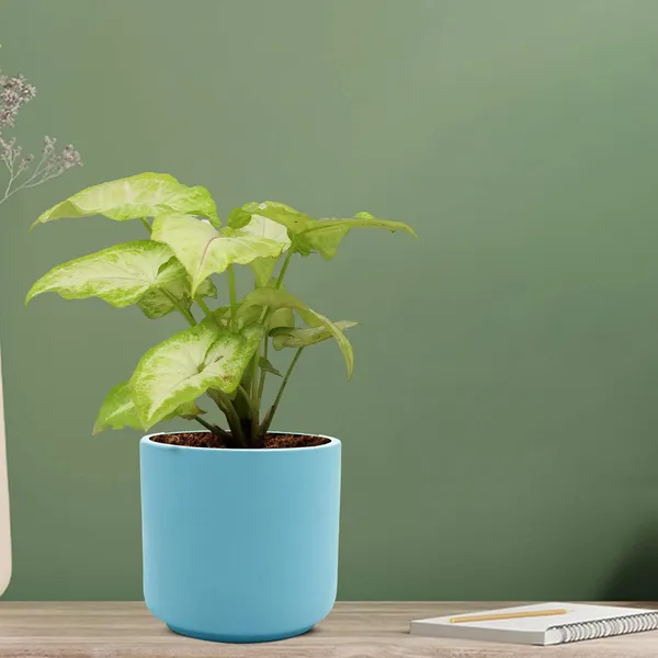 Zeno_Aqua_Ceramic_Pots_For_Indoor_Plants,_Planters,_Flower,_Pots,_Gamla,_Outdoor,_Balcony,_Home,_Garden,_Office_Decor,_Succulent_Pot(H_-_9_X_D_-_9_Cm)