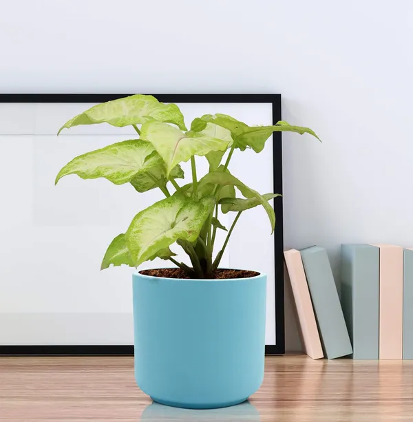 Zeno_Aqua_Ceramic_Pots_For_Indoor_Plants,_Planters,_Flower,_Pots,_Gamla,_Outdoor,_Balcony,_Home,_Garden,_Office_Decor,_Succulent_Pot(H_-_9_X_D_-_9_Cm)