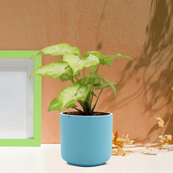 Zeno_Aqua_Ceramic_Pots_For_Indoor_Plants,_Planters,_Flower,_Pots,_Gamla,_Outdoor,_Balcony,_Home,_Garden,_Office_Decor,_Succulent_Pot(H_-_9_X_D_-_9_Cm)