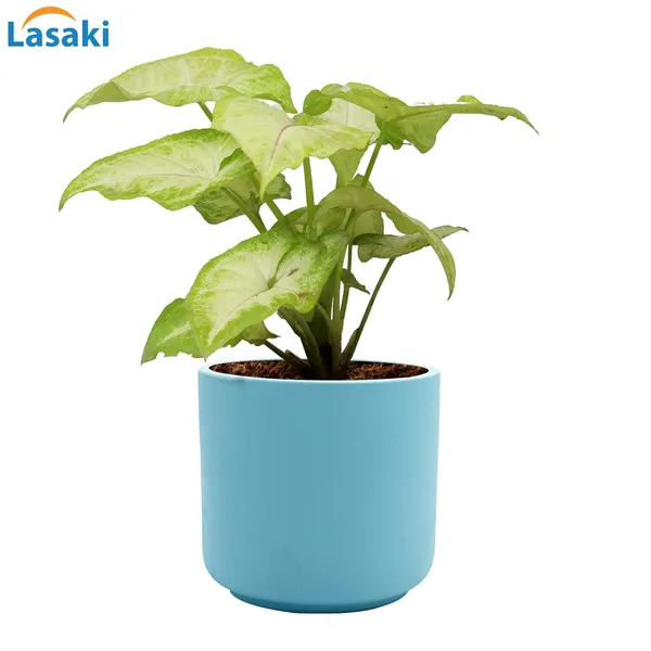 Zeno_Aqua_Ceramic_Pots_For_Indoor_Plants,_Planters,_Flower,_Pots,_Gamla,_Outdoor,_Balcony,_Home,_Garden,_Office_Decor,_Succulent_Pot(H_-_9_X_D_-_9_Cm)