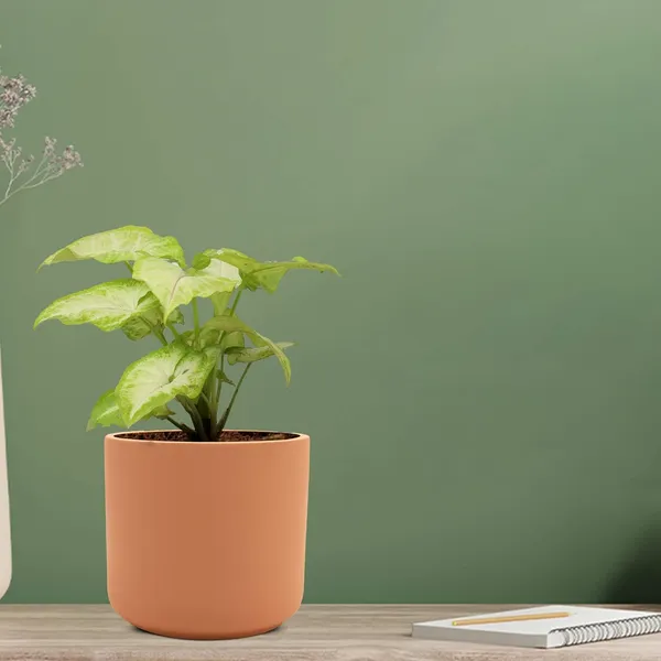 Zeno_Ginger_Ceramic_Pots_For_Indoor_Plants,_Planters,_Flower,_Pots,_Gamla,_Outdoor,_Balcony,_Home,_Garden,_Office_Decor,_Succulent_Pot(H_-_9_X_D_-_9_Cm)
