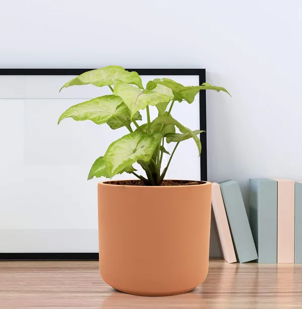 Zeno_Ginger_Ceramic_Pots_For_Indoor_Plants,_Planters,_Flower,_Pots,_Gamla,_Outdoor,_Balcony,_Home,_Garden,_Office_Decor,_Succulent_Pot(H_-_9_X_D_-_9_Cm)