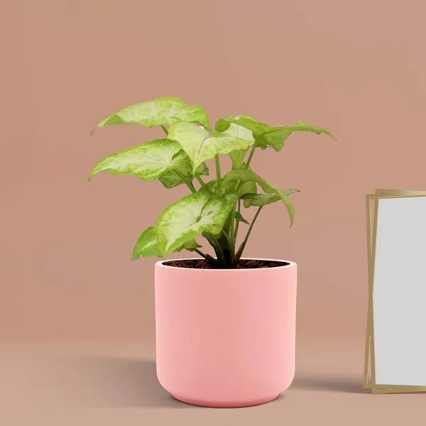 Zeno_Pink_Ceramic_Pots_For_Indoor_Plants,_Planters,_Flower,_Pots,_Gamla,_Outdoor,_Balcony,_Home,_Garden,_Office_Decor,_Succulent_Pot(H_-_9_X_D_-_9_Cm)