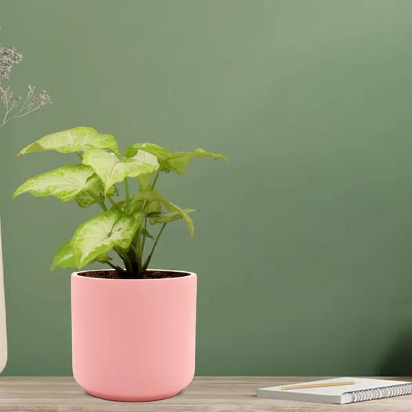 Zeno_Pink_Ceramic_Pots_For_Indoor_Plants,_Planters,_Flower,_Pots,_Gamla,_Outdoor,_Balcony,_Home,_Garden,_Office_Decor,_Succulent_Pot(H_-_9_X_D_-_9_Cm)