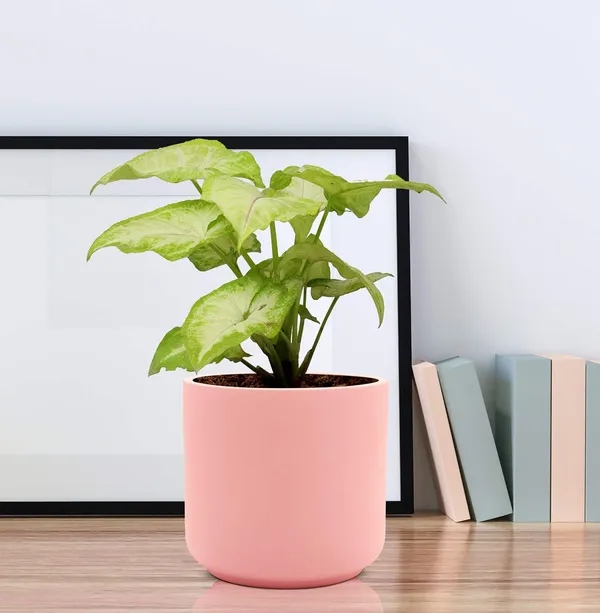 Zeno_Pink_Ceramic_Pots_For_Indoor_Plants,_Planters,_Flower,_Pots,_Gamla,_Outdoor,_Balcony,_Home,_Garden,_Office_Decor,_Succulent_Pot(H_-_9_X_D_-_9_Cm)