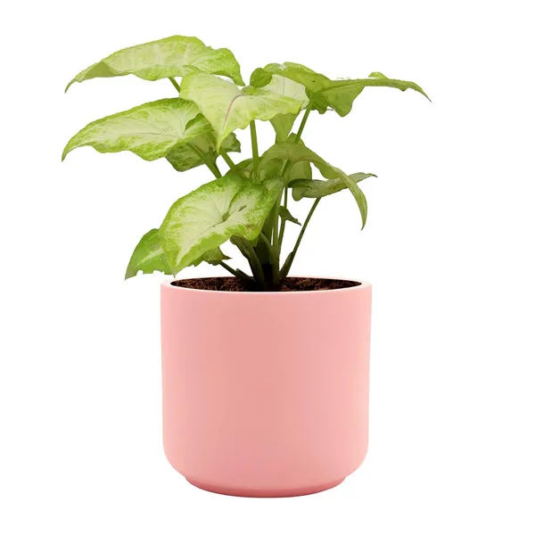 Zeno_Pink_Ceramic_Pots_For_Indoor_Plants,_Planters,_Flower,_Pots,_Gamla,_Outdoor,_Balcony,_Home,_Garden,_Office_Decor,_Succulent_Pot(H_-_9_X_D_-_9_Cm)