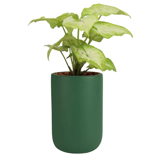 Jack_Deep_Jungle_Ceramic_Pots_For_Indoor_Plants,_Planters,_Flower,_Pots,_Gamla,_Outdoor,_Balcony,_Home,_Garden,_Office_Decor,_Succulent_Pot(H_-_15_X_D_-_10_Cm)