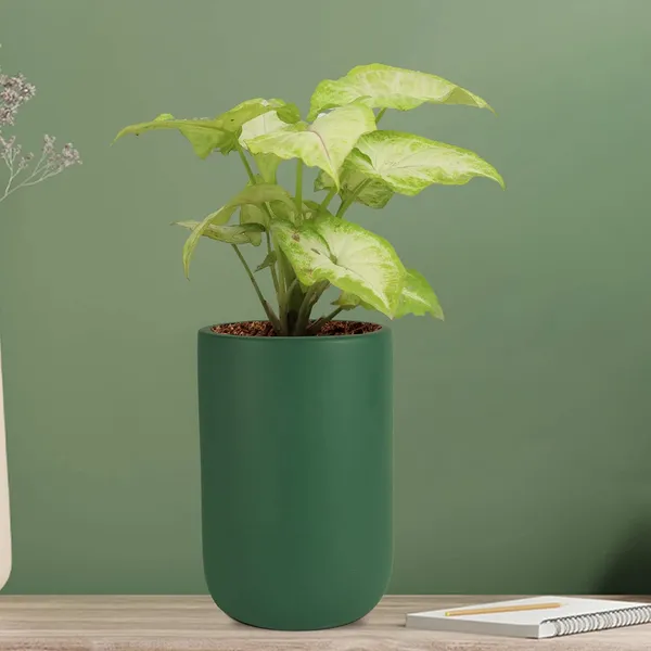 Jack_Deep_Jungle_Ceramic_Pots_For_Indoor_Plants,_Planters,_Flower,_Pots,_Gamla,_Outdoor,_Balcony,_Home,_Garden,_Office_Decor,_Succulent_Pot(H_-_15_X_D_-_10_Cm)