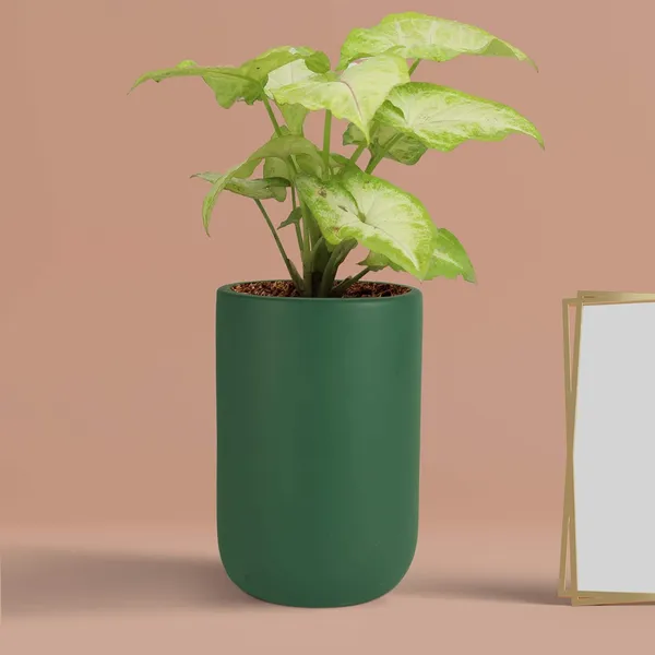 Jack_Deep_Jungle_Ceramic_Pots_For_Indoor_Plants,_Planters,_Flower,_Pots,_Gamla,_Outdoor,_Balcony,_Home,_Garden,_Office_Decor,_Succulent_Pot(H_-_15_X_D_-_10_Cm)